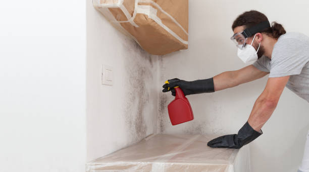 Professional Mold Remediation technician working in Essex, IL